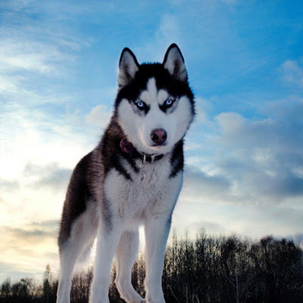 Meet your Posher, Neko